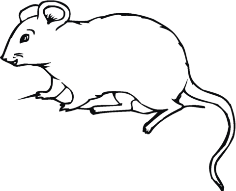 Rat 17 Coloring Page